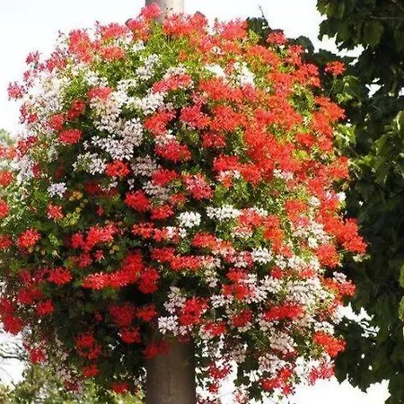 Διαμέρισμα Crystal F